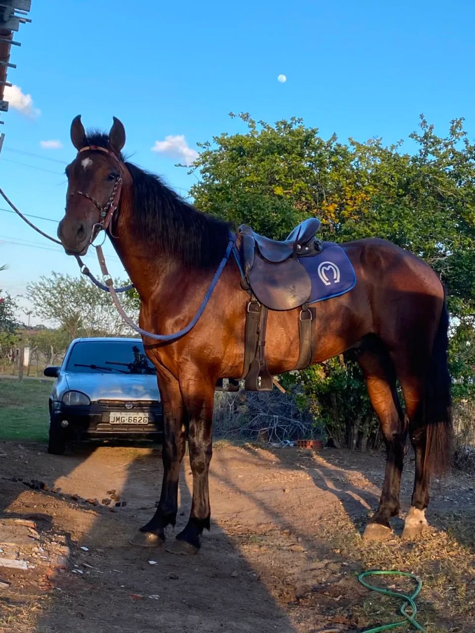 Vendo cavalo  - Foto 3