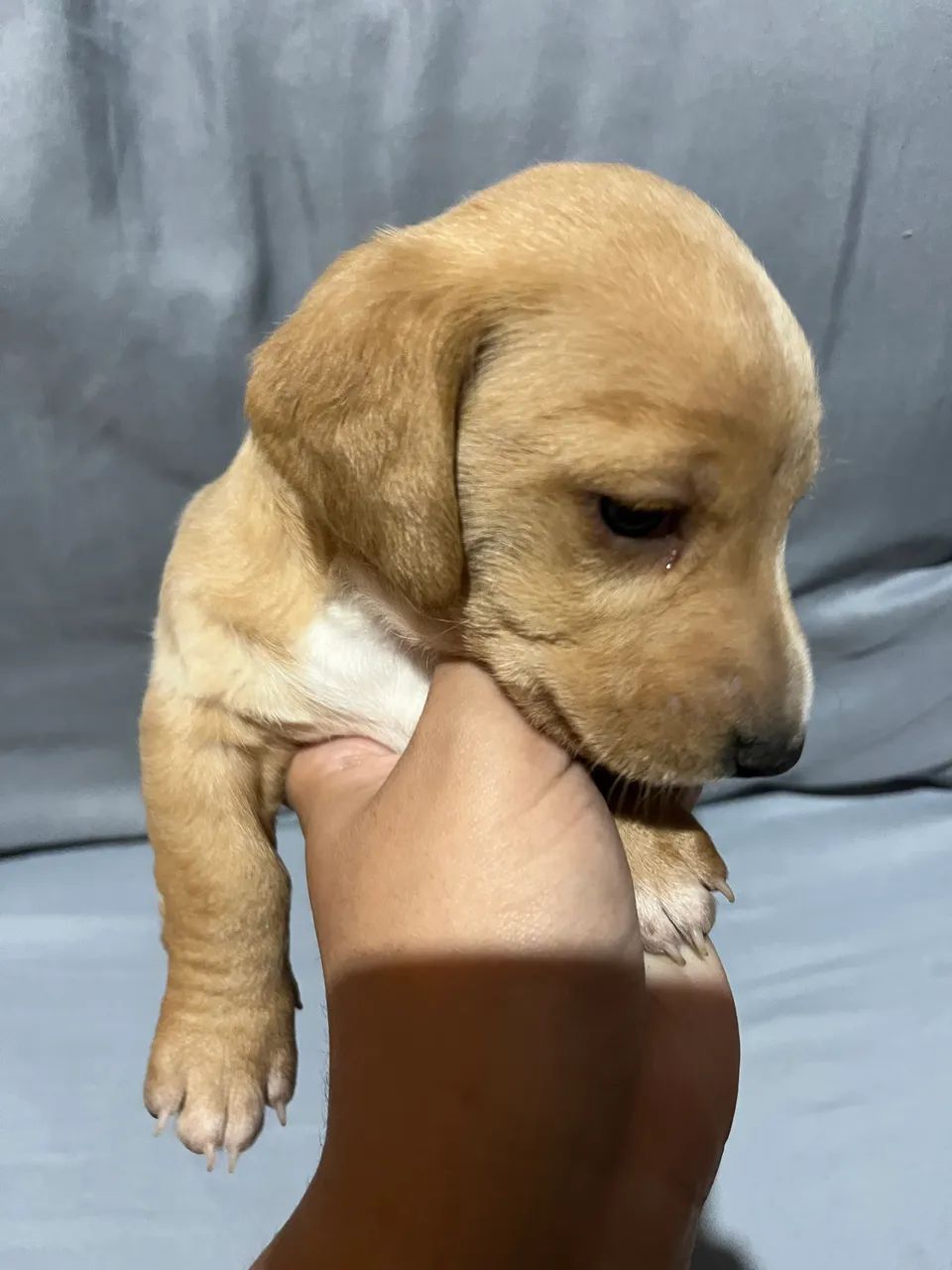 Cachorro - Foto 3