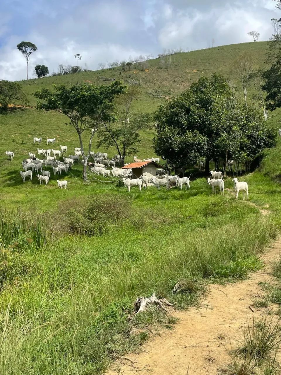 Fazenda com 338 hectares à venda na Divisa de Alagoas com Pernambuco - Foto 4