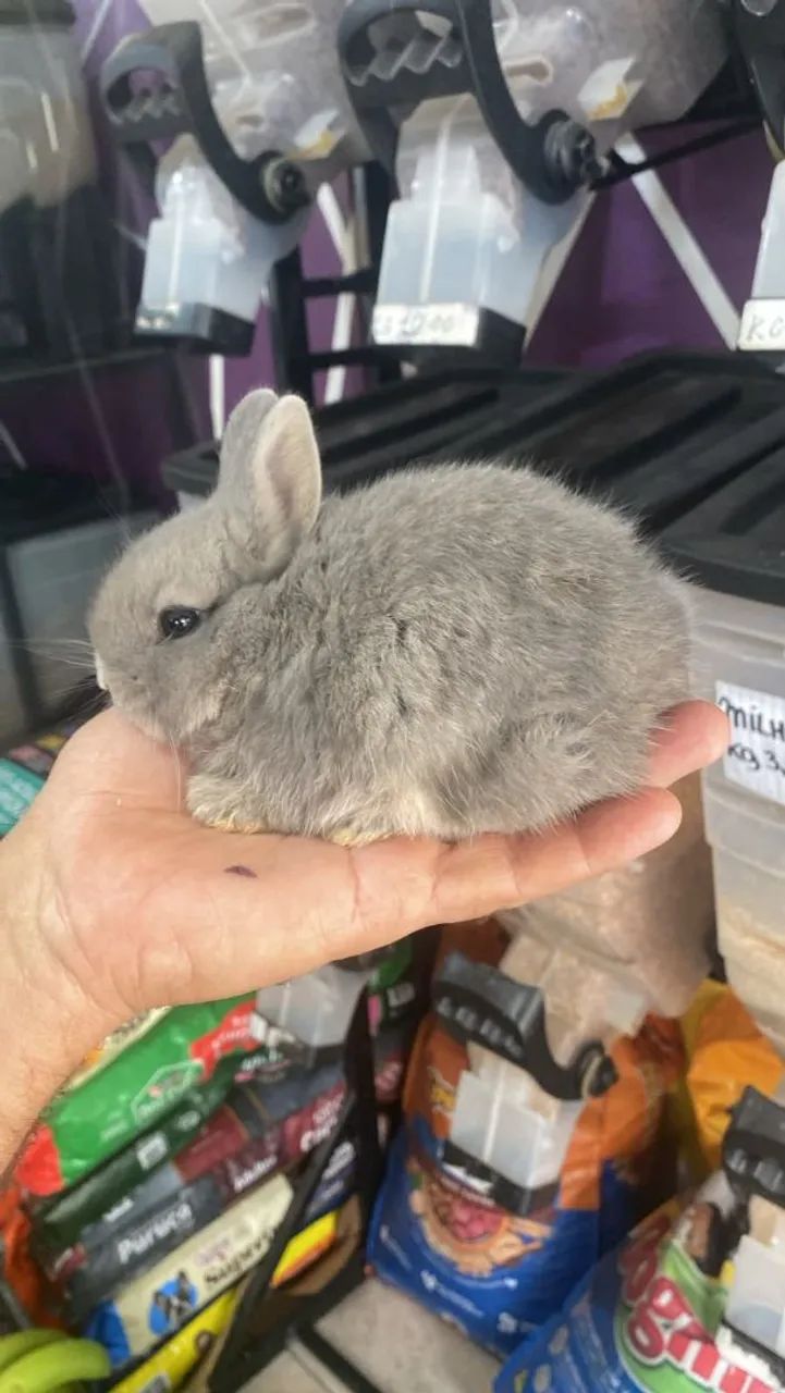 Mini coelho Netherland  - Foto 4