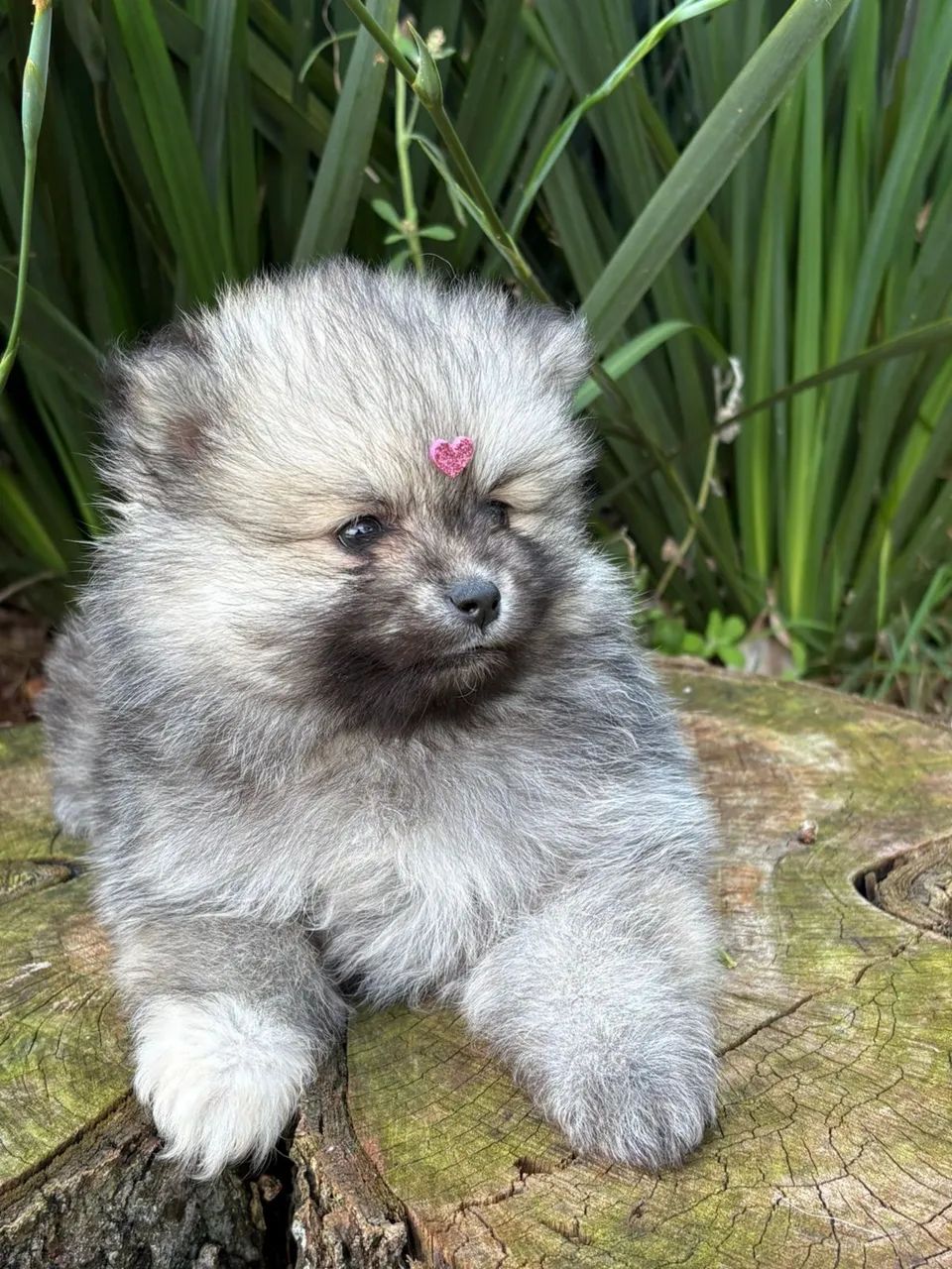 Pomsky f3 mini  - Foto 3
