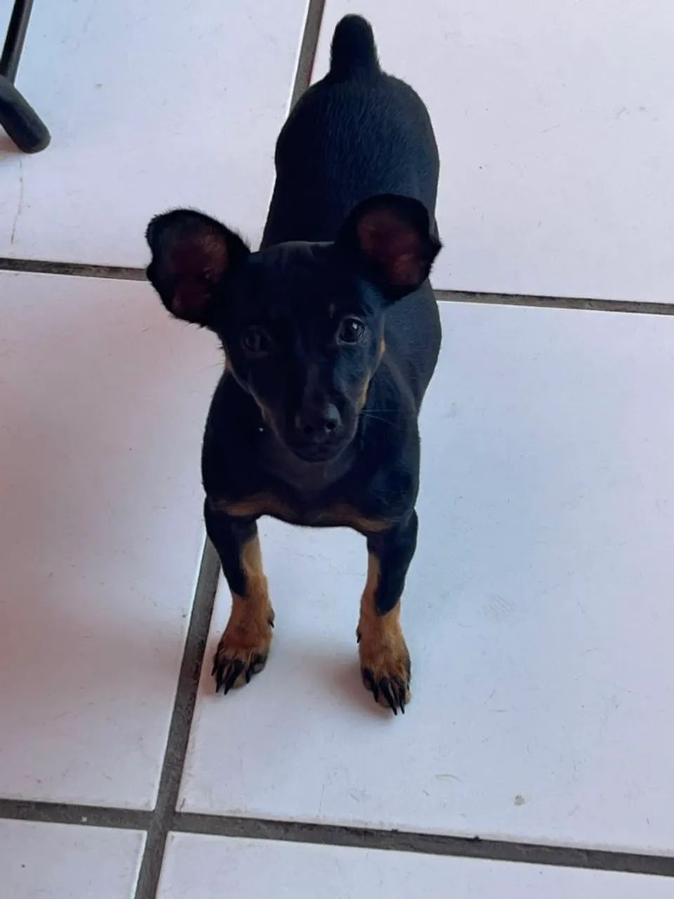 Pinscher fêmea - Foto 3