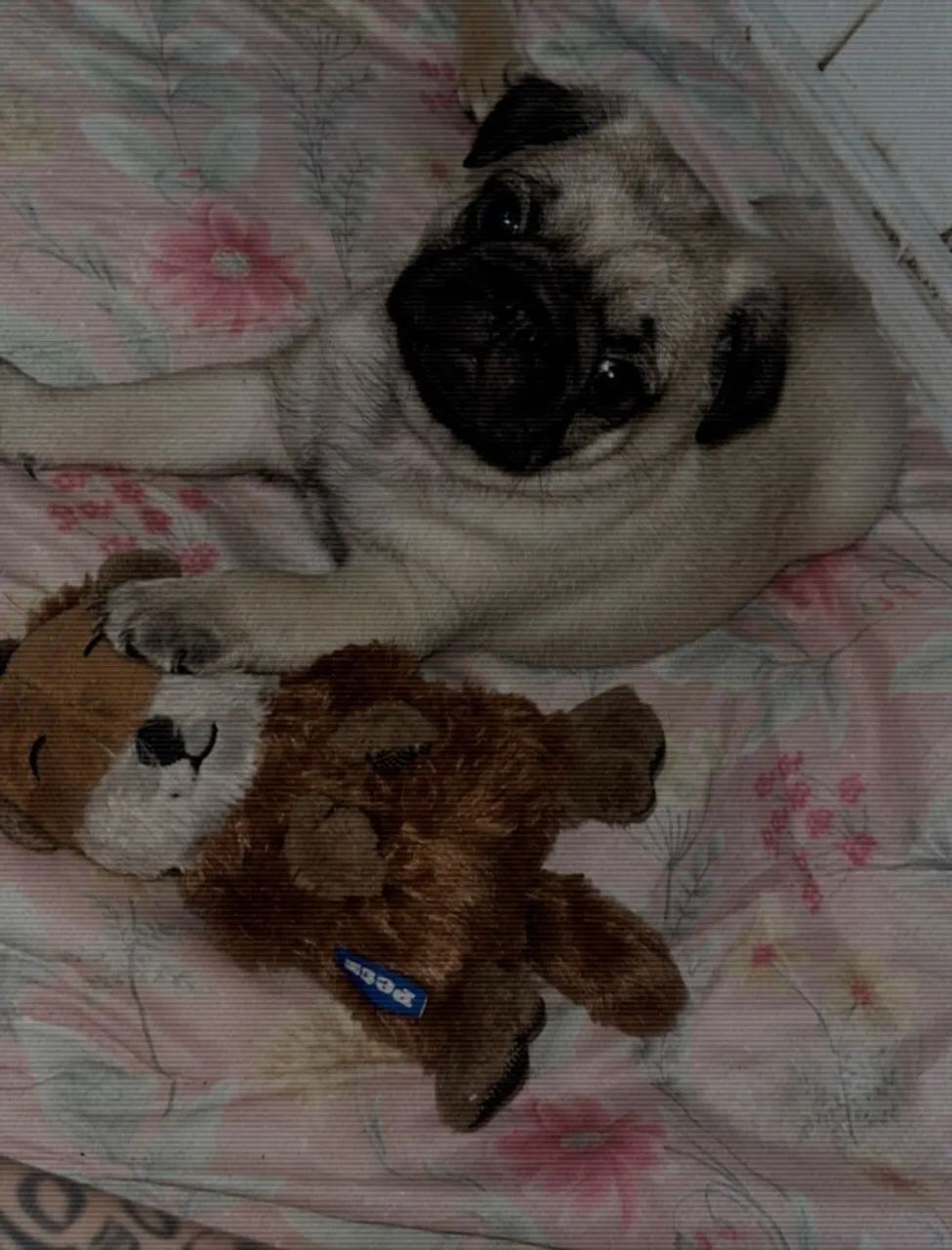 Pug - Foto 3
