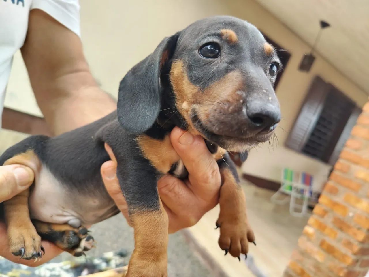 dachshund - Foto 2