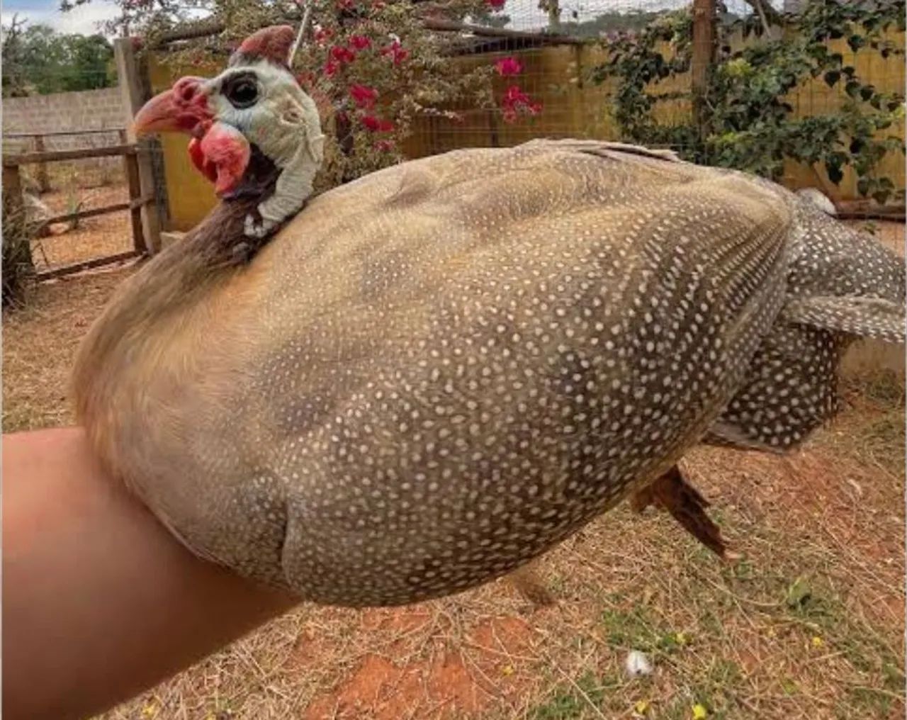 Angola Macho (João de Barro) 