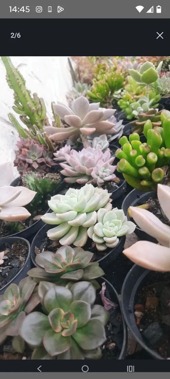 Suculentas  - Foto 4