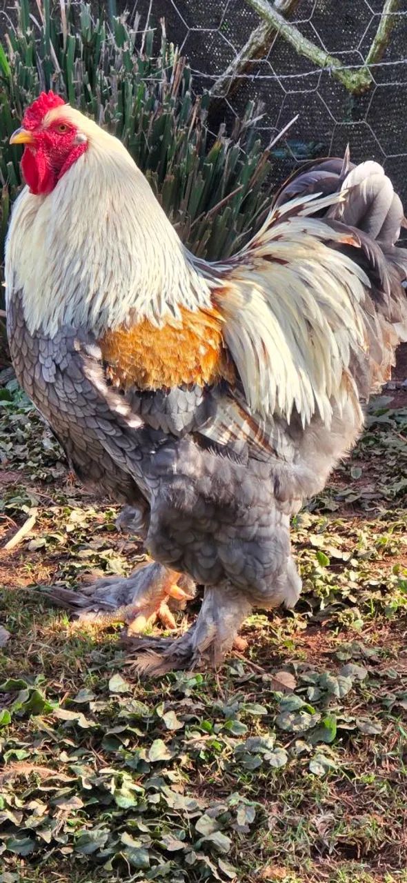 Galinha Brahma Red Pyle - Foto 2