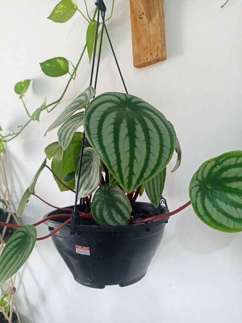 Vendo peperomia melancia - Foto 3