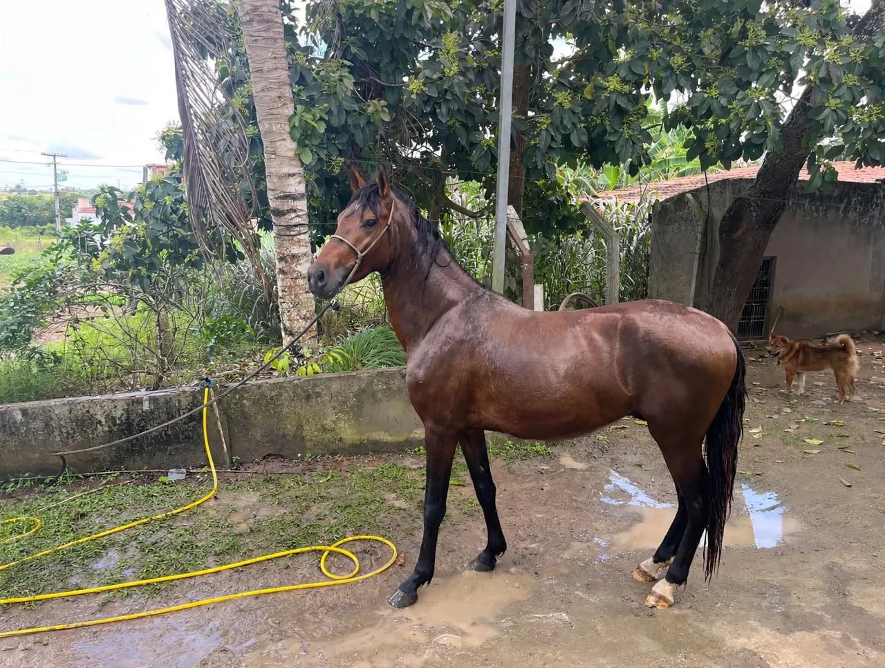 Cavalo  - Foto 2