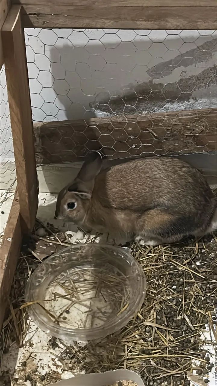 Doação de coelhos 