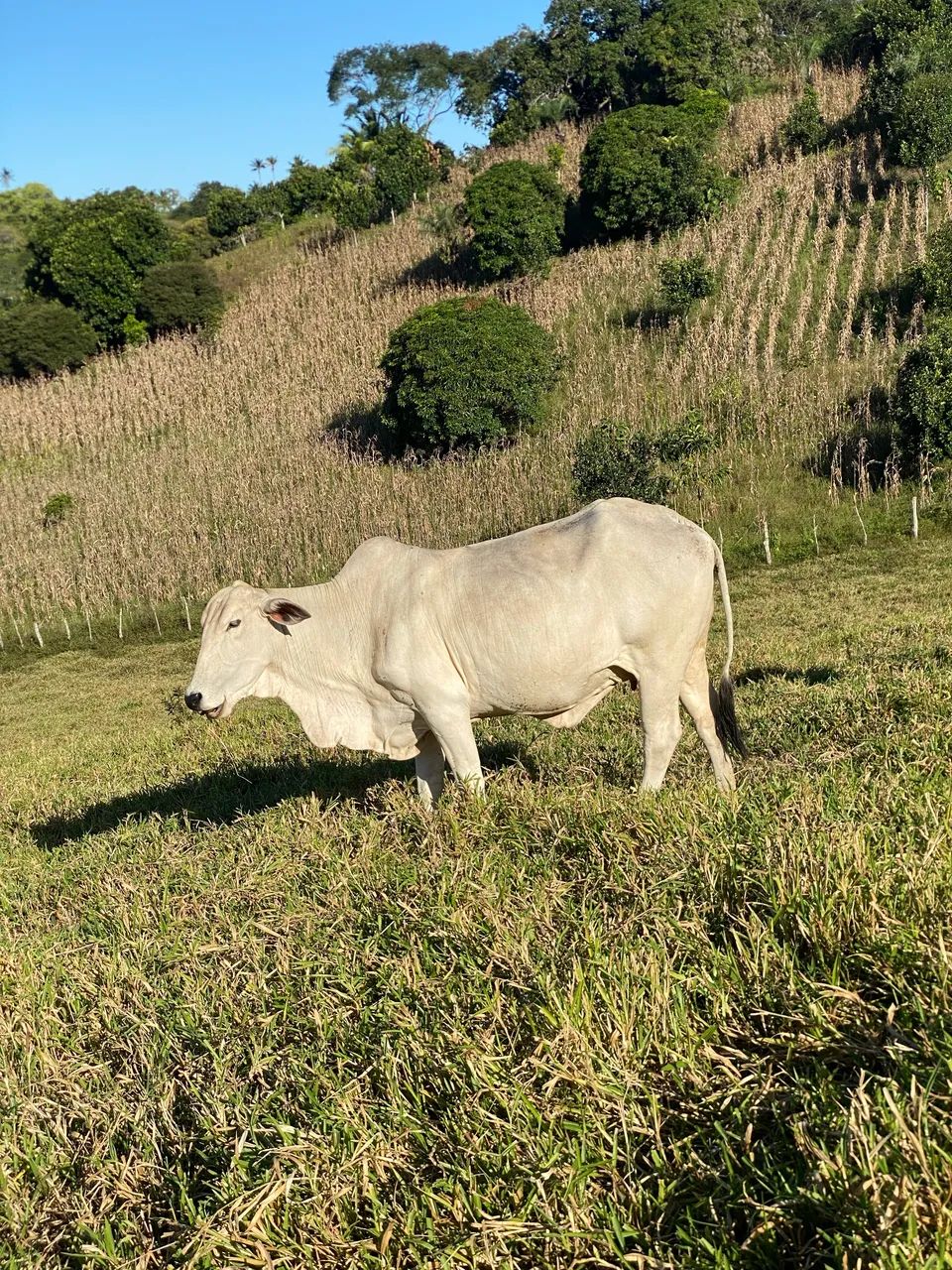 Vacas - Foto 2