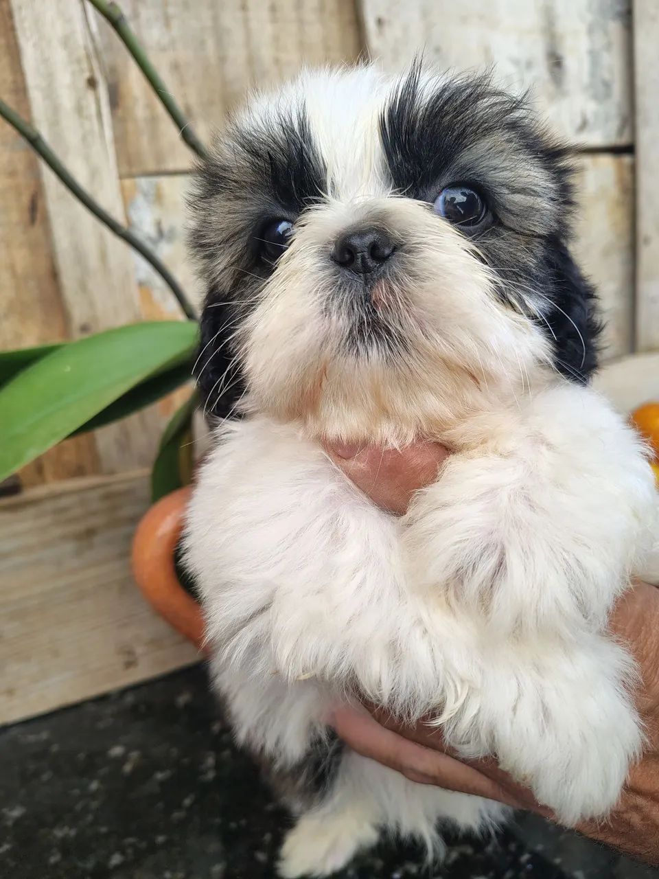 Cachorro  - Foto 5