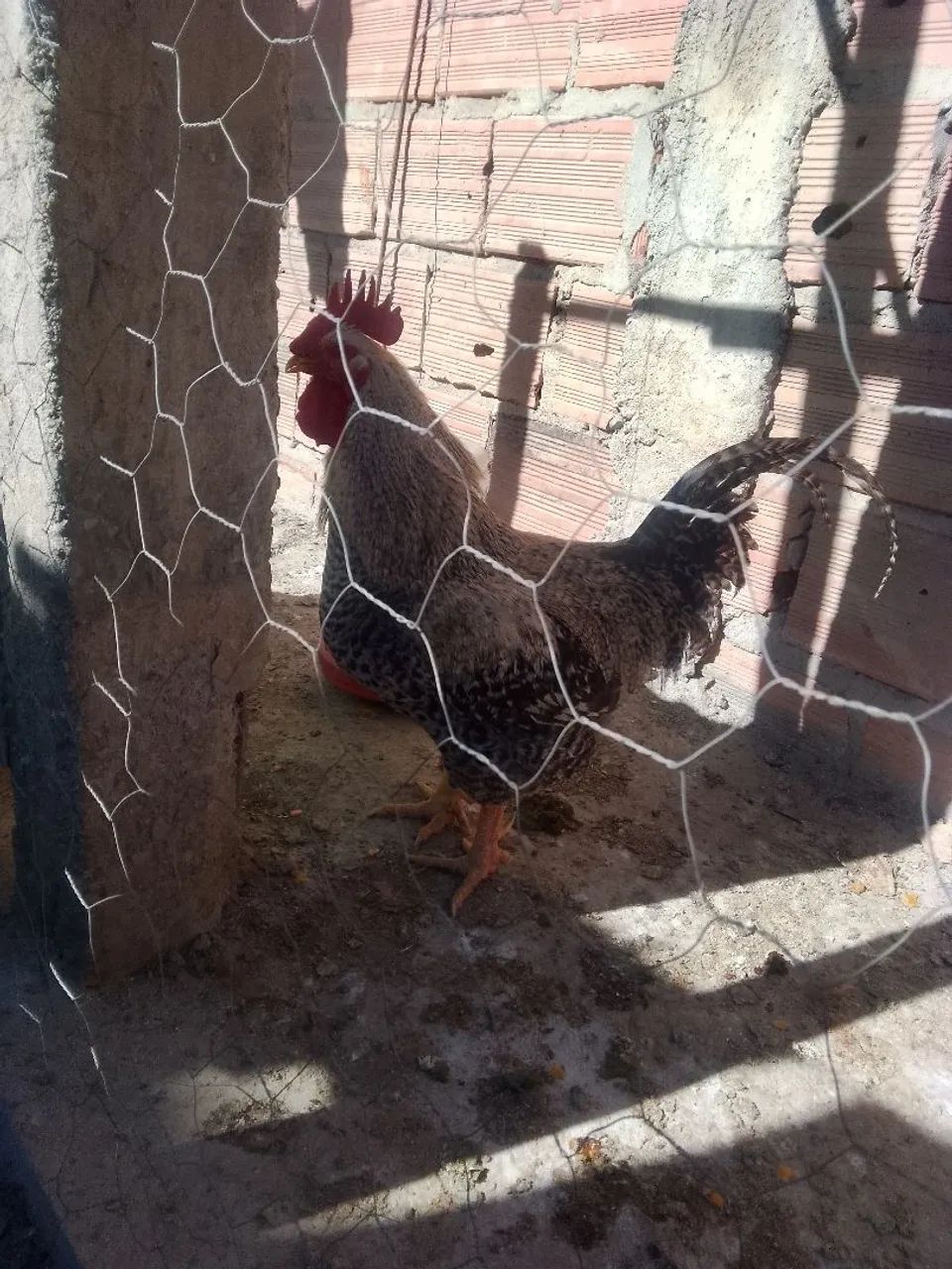 Galo carijó  - Foto 2