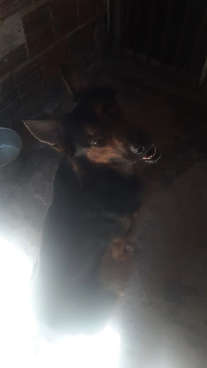 Pastor Alemao - Foto 2