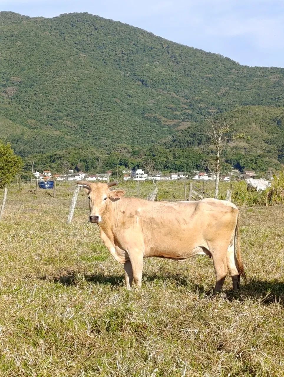 3 vacas mestiças a 9.5 R$ o kg - Foto 2