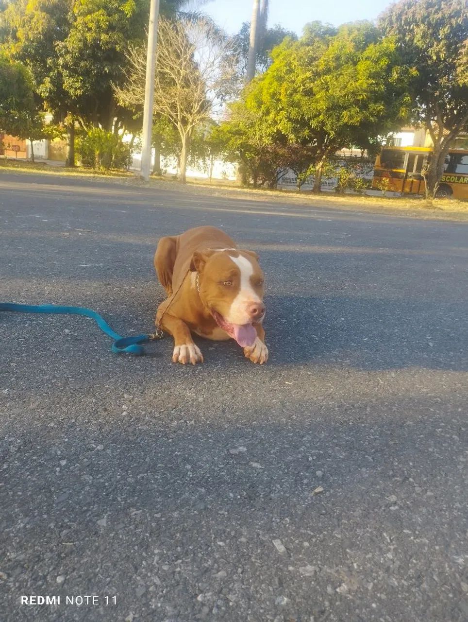 Adestramento de cães  - Foto 2