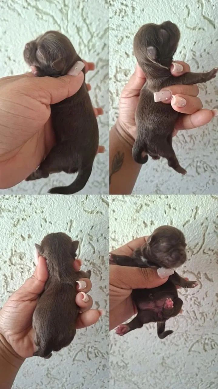 Filhotes de shitzuh  - Foto 2