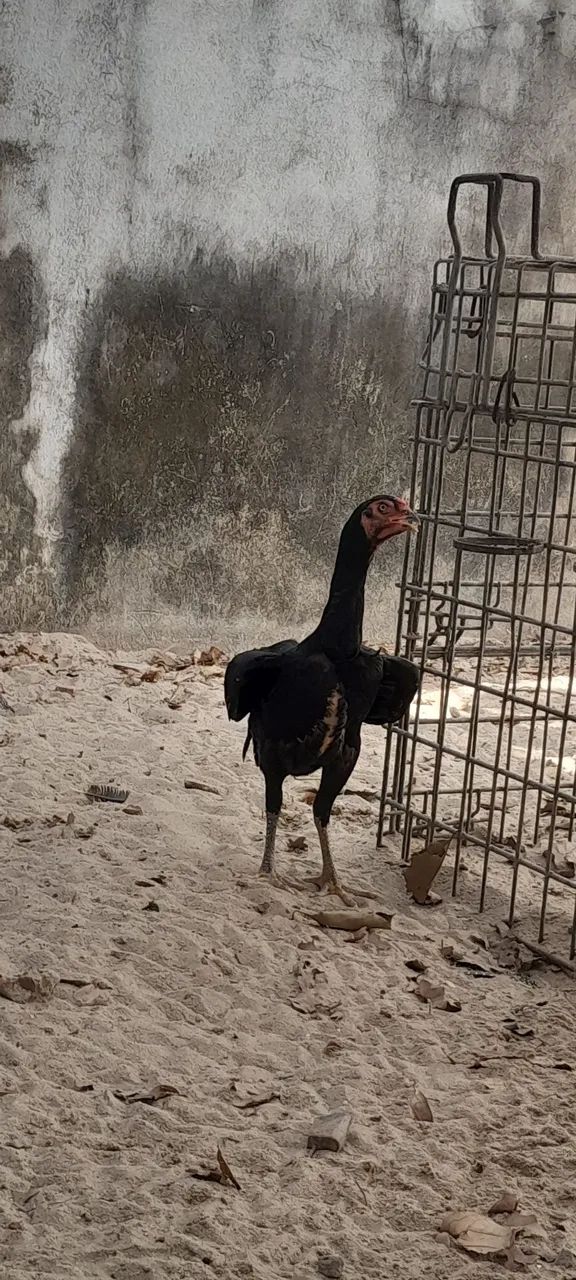 Franga