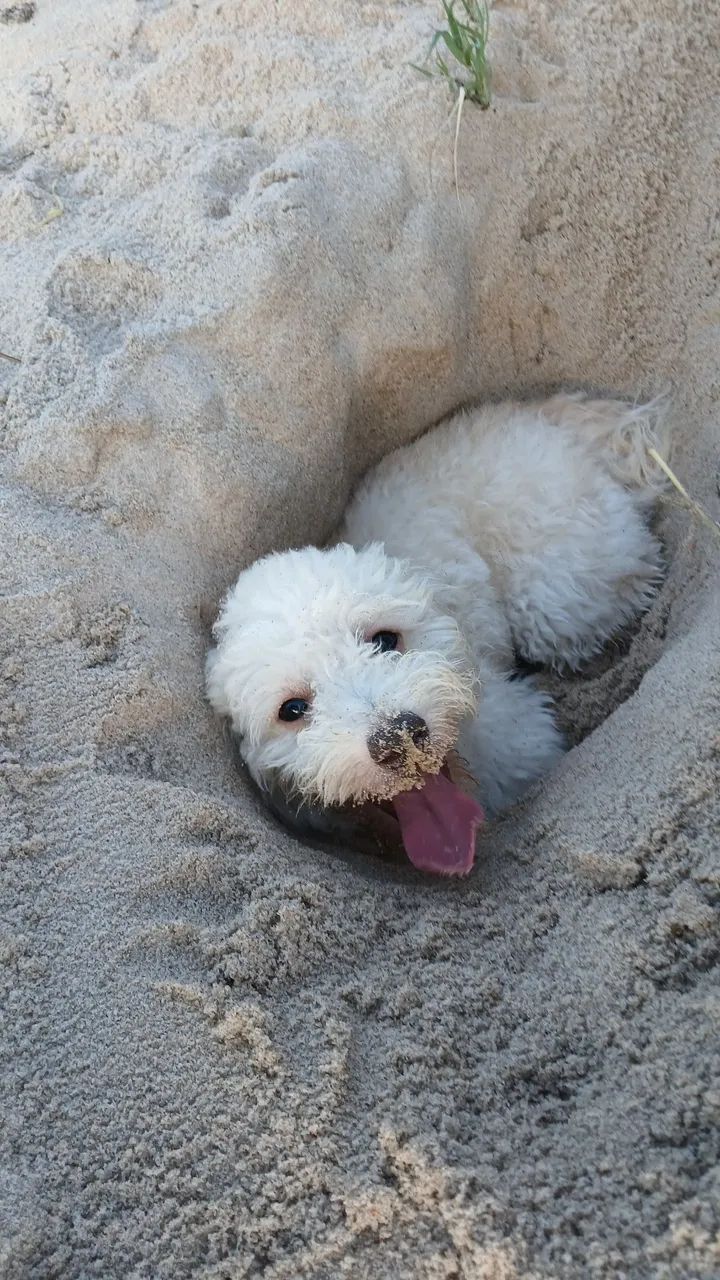 Cachorrinha Poodle Fêmea  - Foto 3