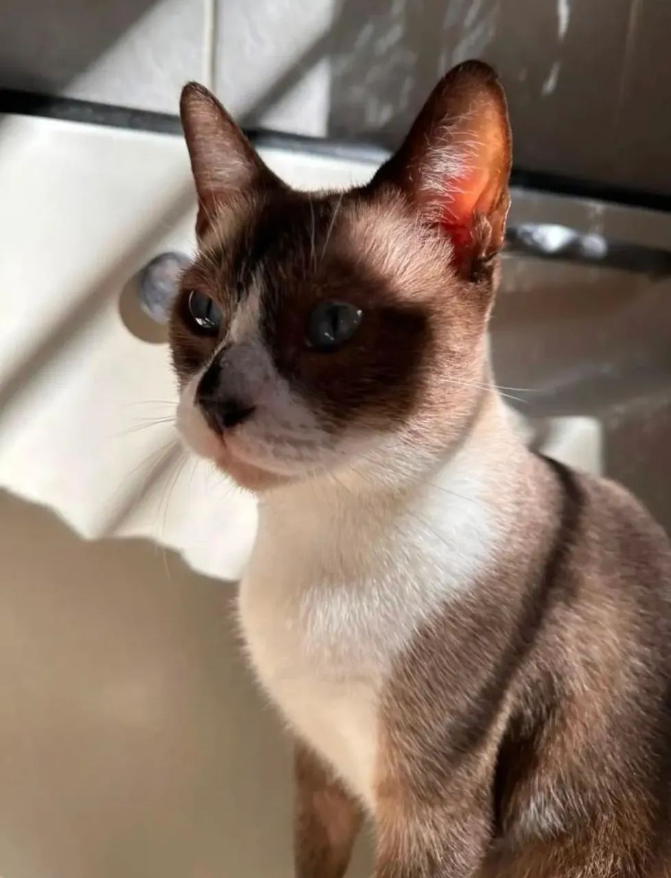 Gata para Adoção  - Foto 4