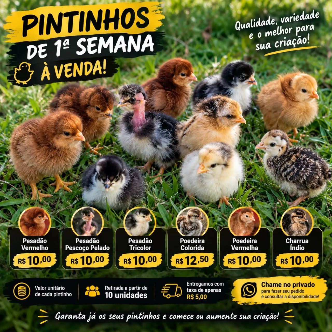 Pintinhos