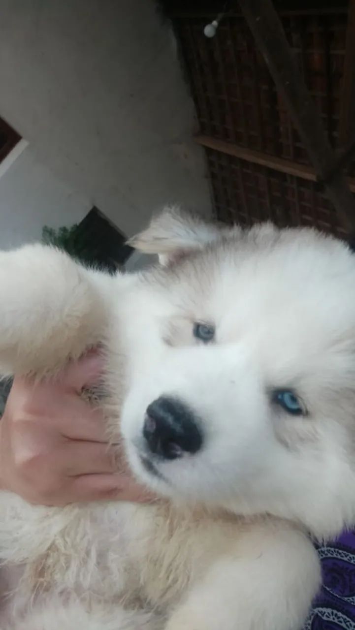 Husky siberiano  - Foto 2