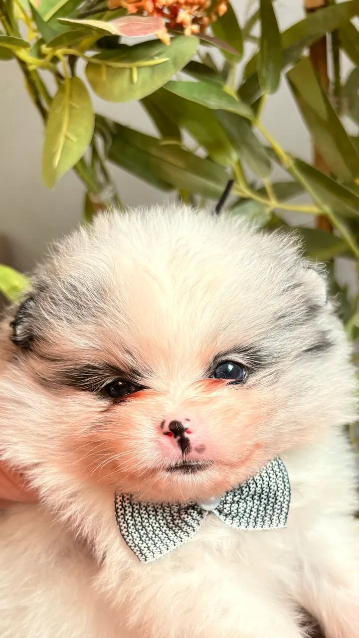 Filhote de Spitz alemão  - Foto 2