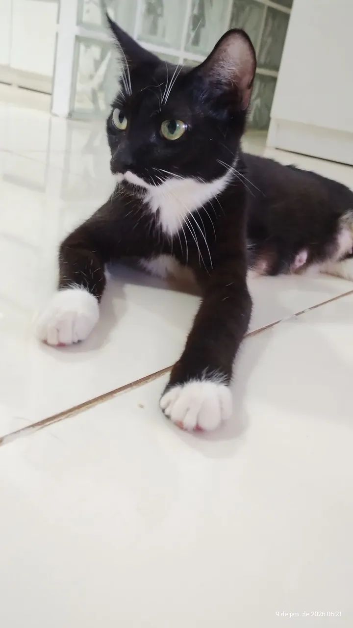 Doação de gatinha  - Foto 5