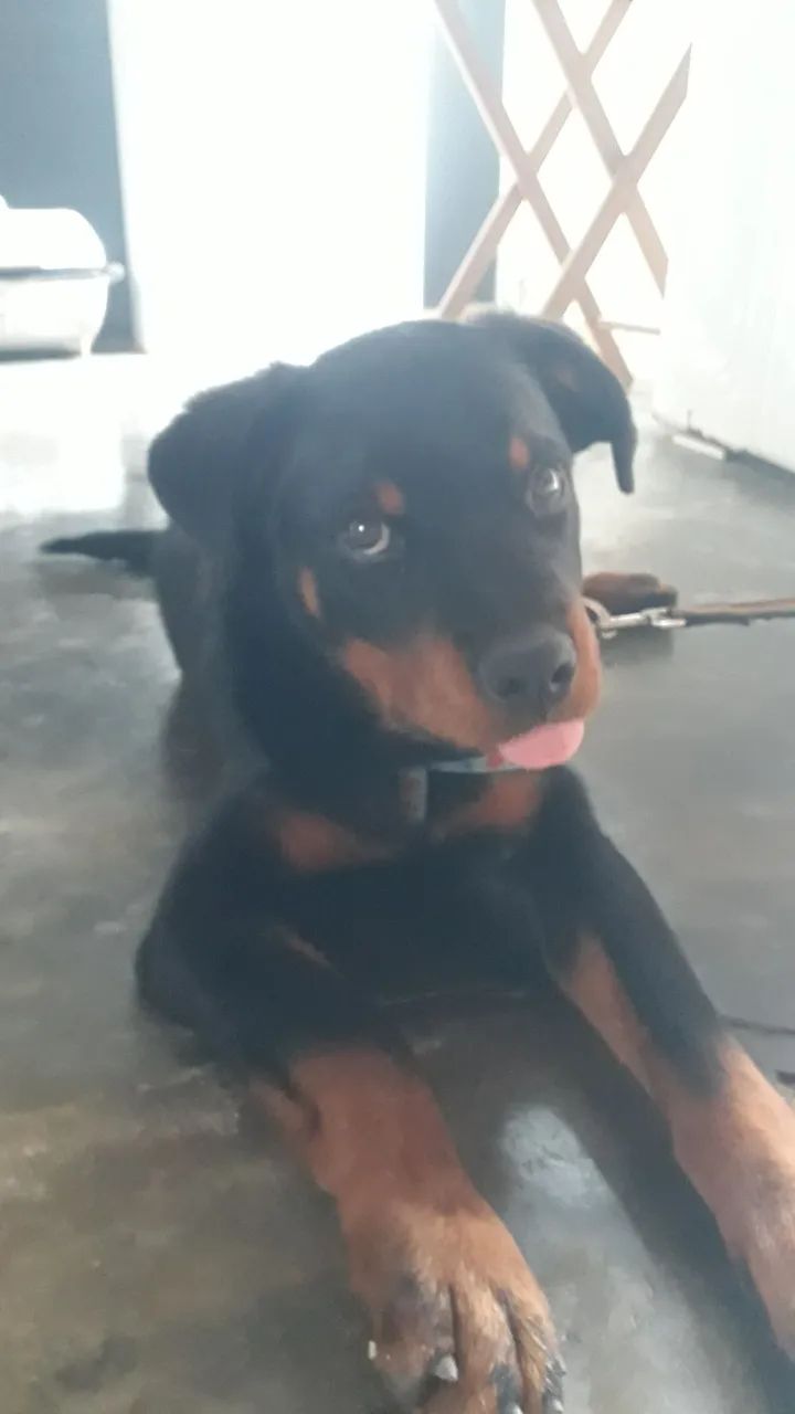 Cachorro rotivale  - Foto 2