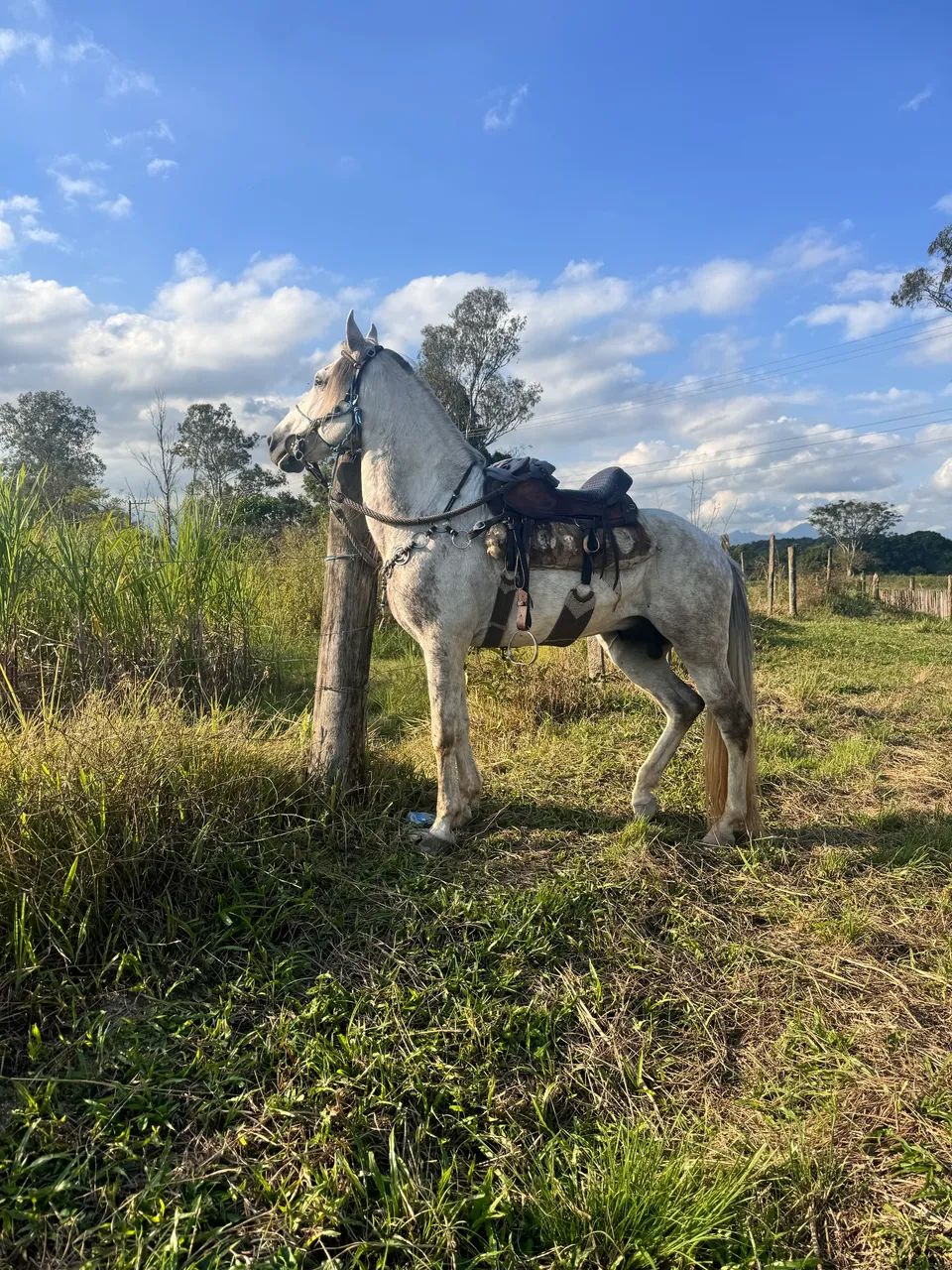 Cavalo ? 8 anos + - marcha picada 