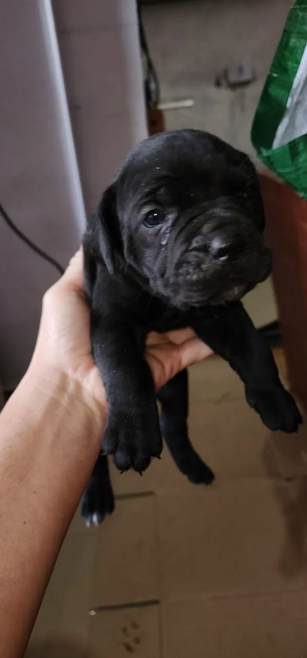 Cane corso - Foto 2