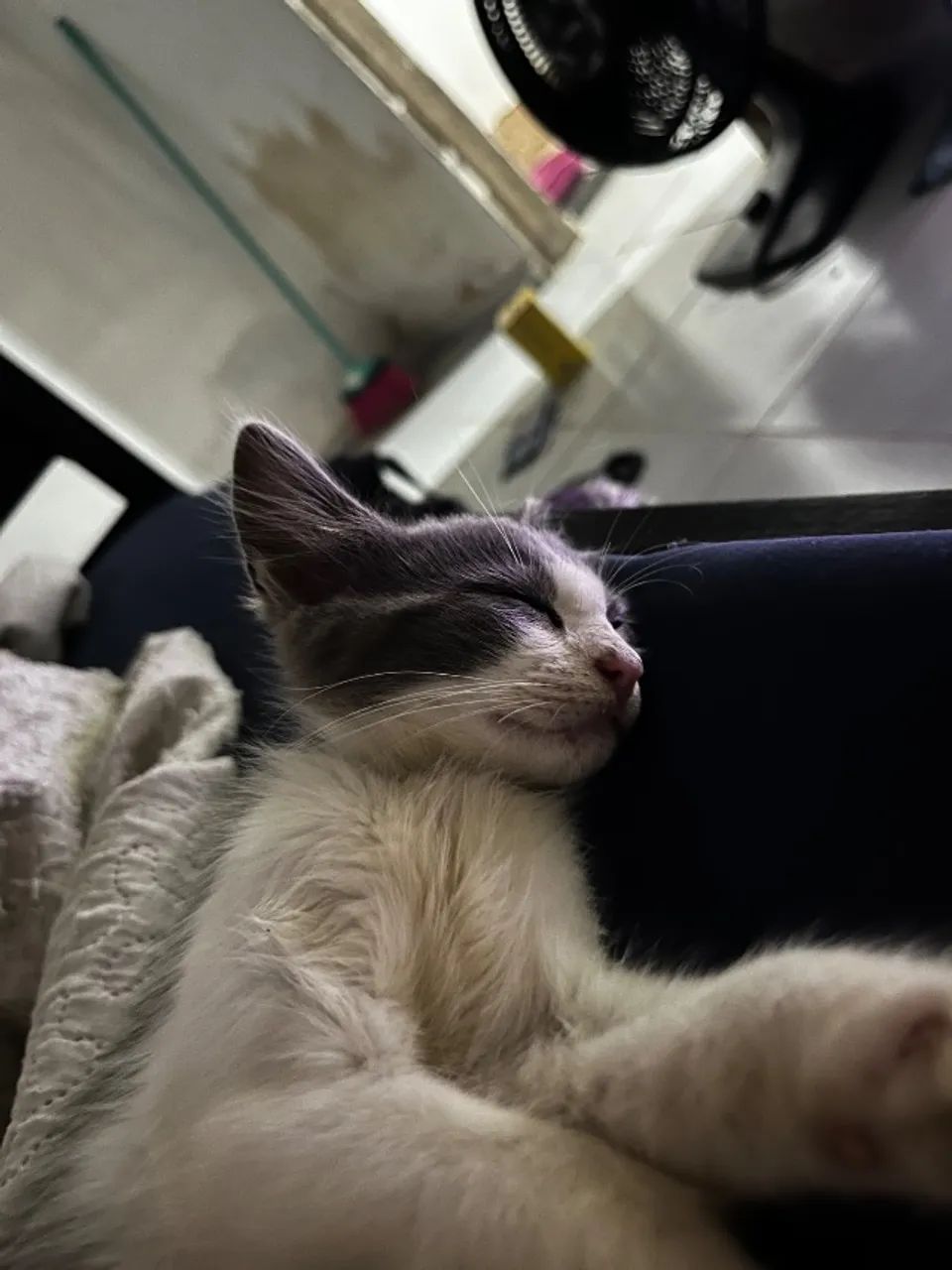 Animal  - Foto 2