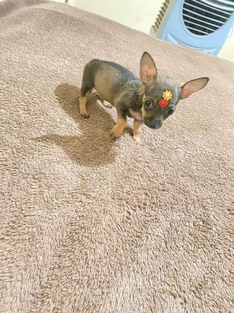 Pinscher machinho  - Foto 5
