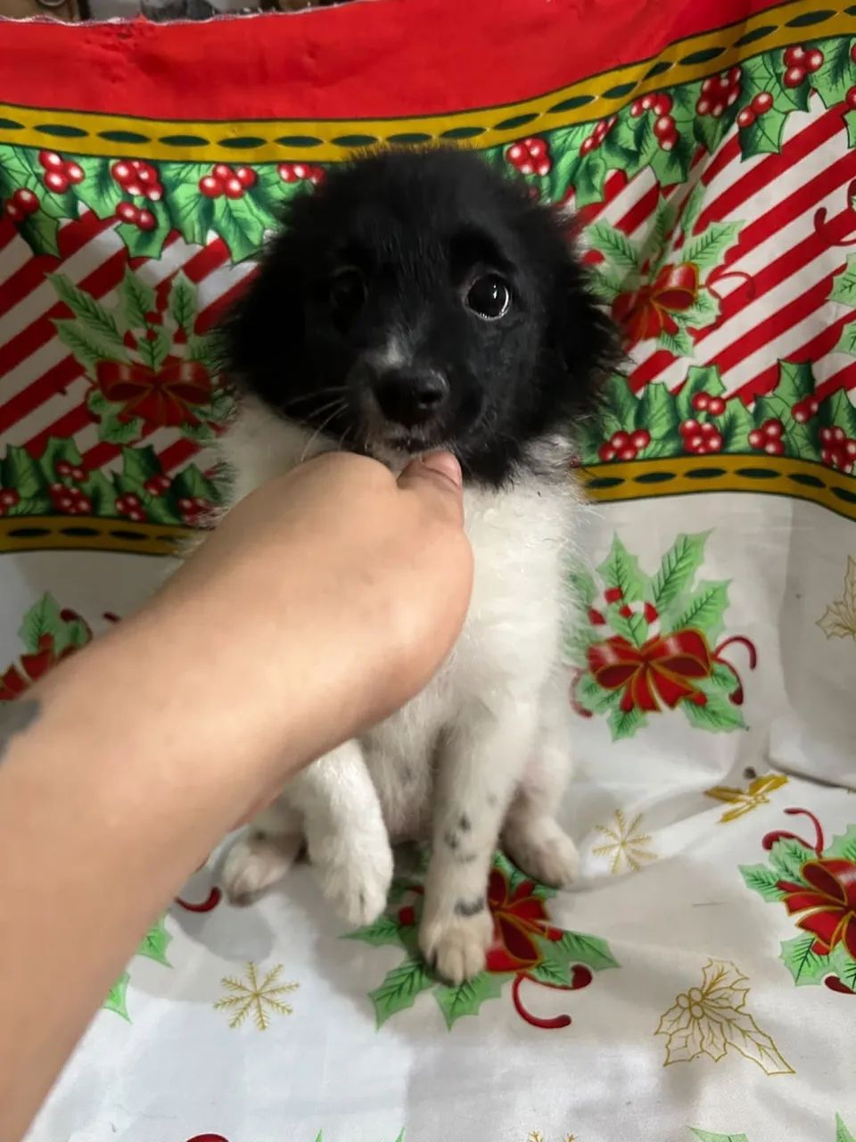 Spitz alemão 