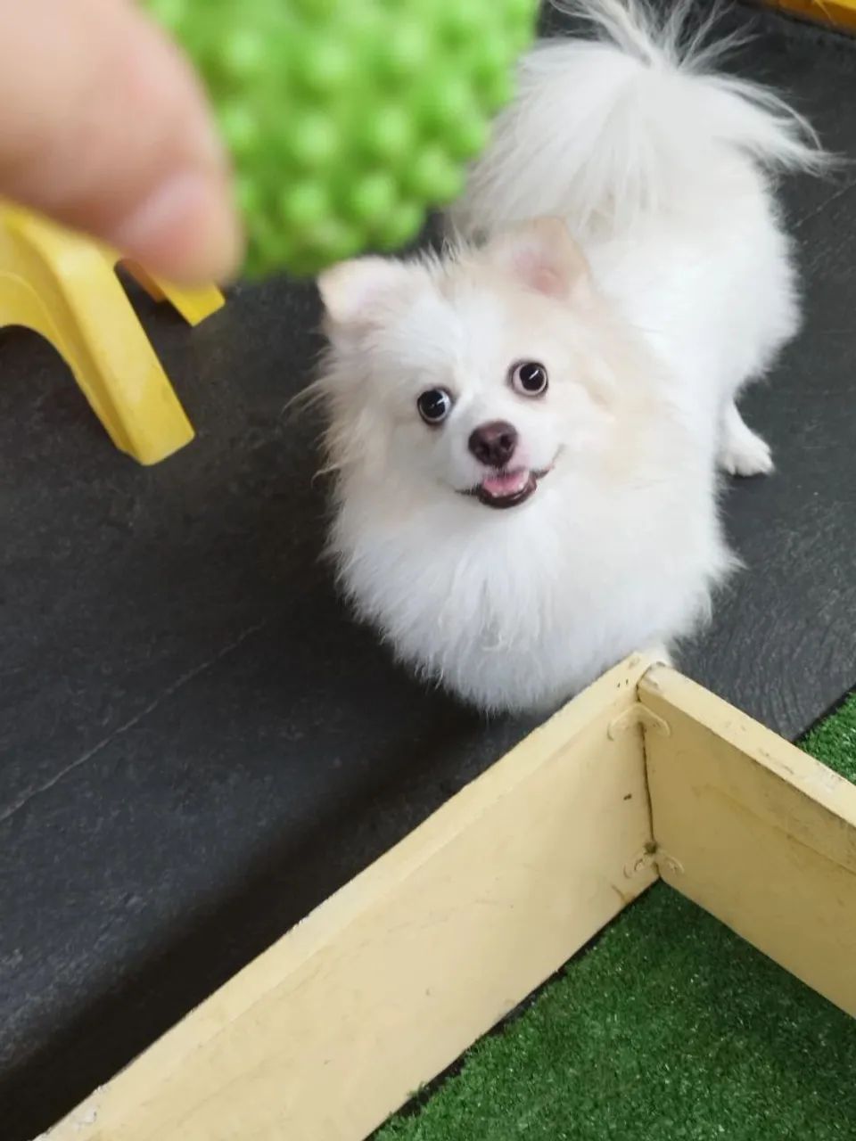 Spitz alemão fêmea 