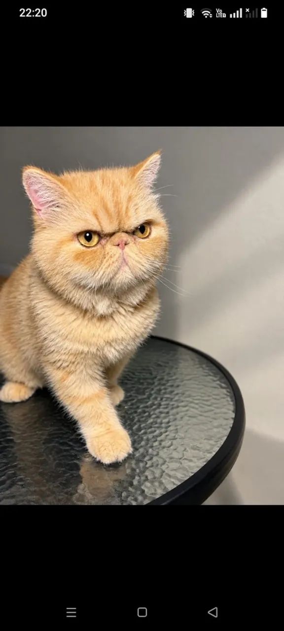 Gato persa  - Foto 4