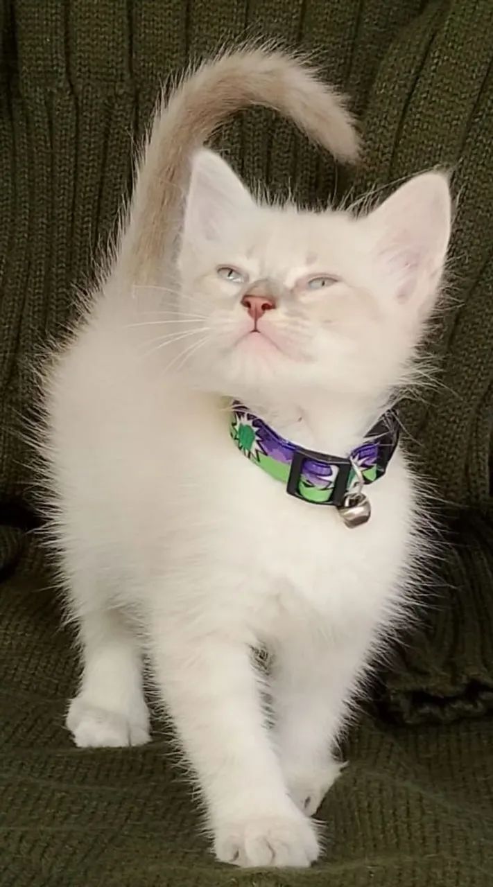 Gato siamês tigrado peludinho com 2 meses  - Foto 4