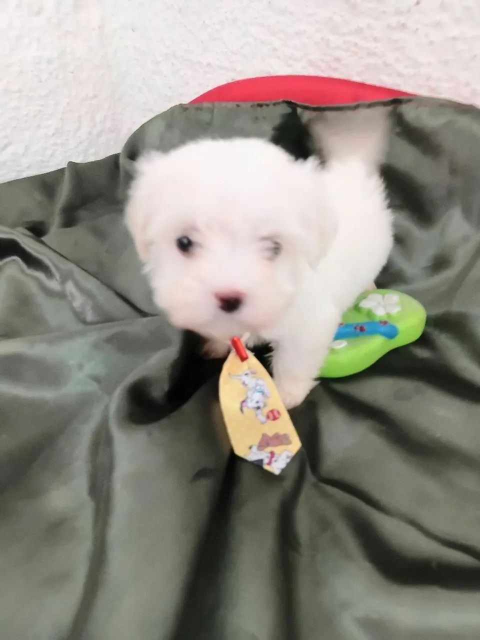 Maltês macho micro com pedigree  - Foto 5