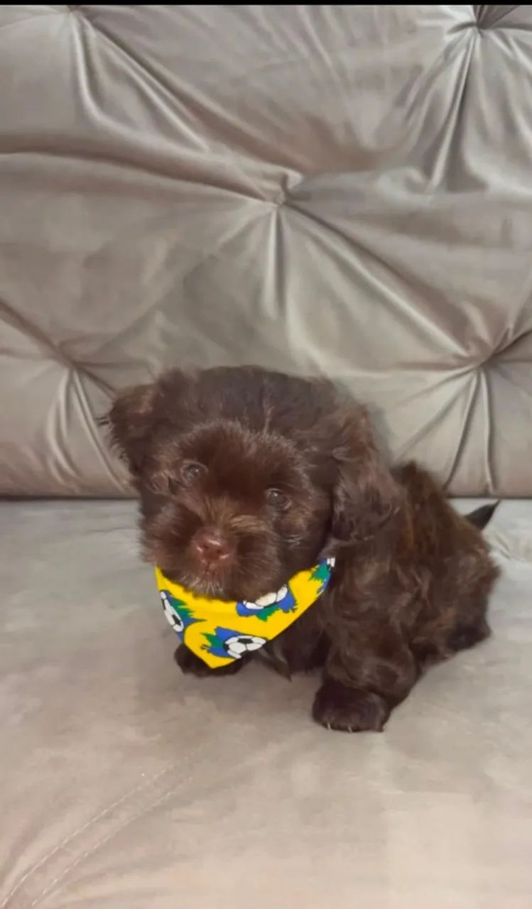 vende- se cachorro shih tzu (macho)