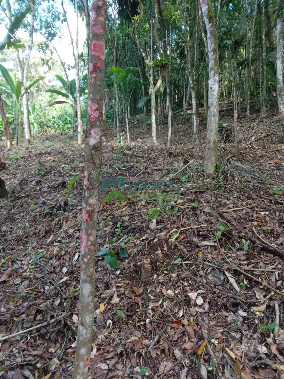 Chácara / Terreno