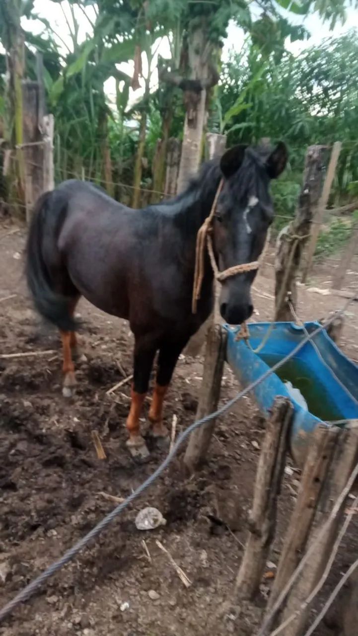 Cavalo piquira  - Foto 3
