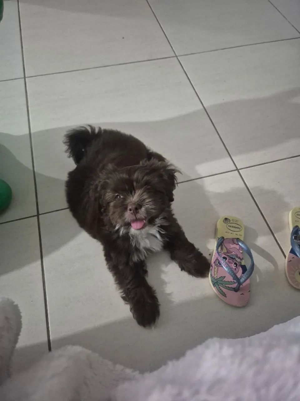 Shih-tzu fêmea 