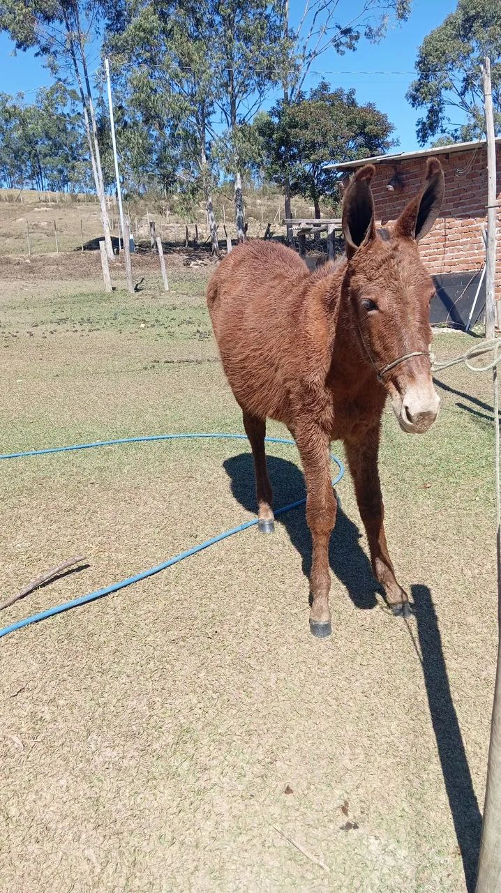 Mula 8 meses - Foto 5