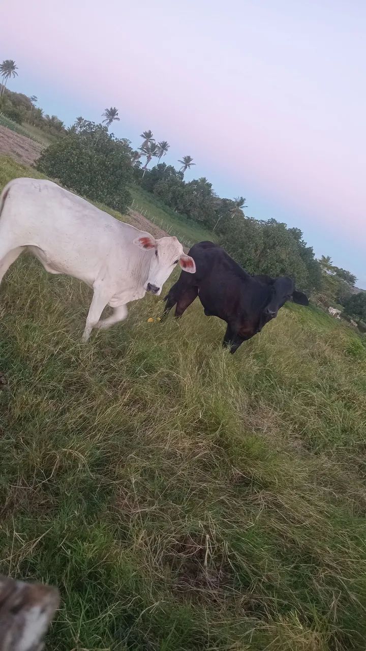Vendo duas novilhas luxo - Foto 4