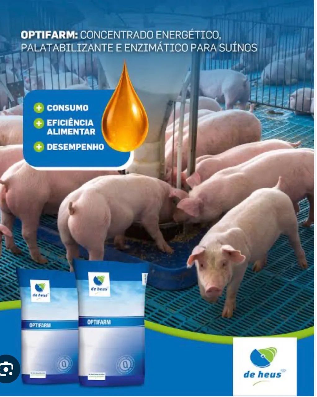 Suíno com genética de qualidade - Foto 3