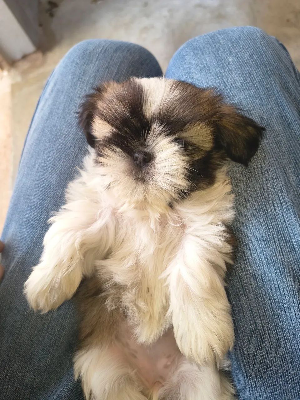Cachorro  - Foto 3