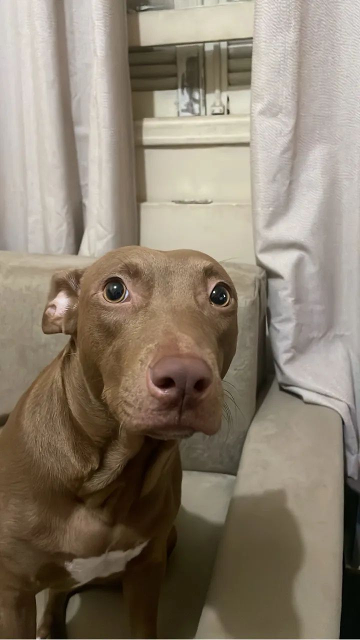 Doação responsável Pitbull  - Foto 2