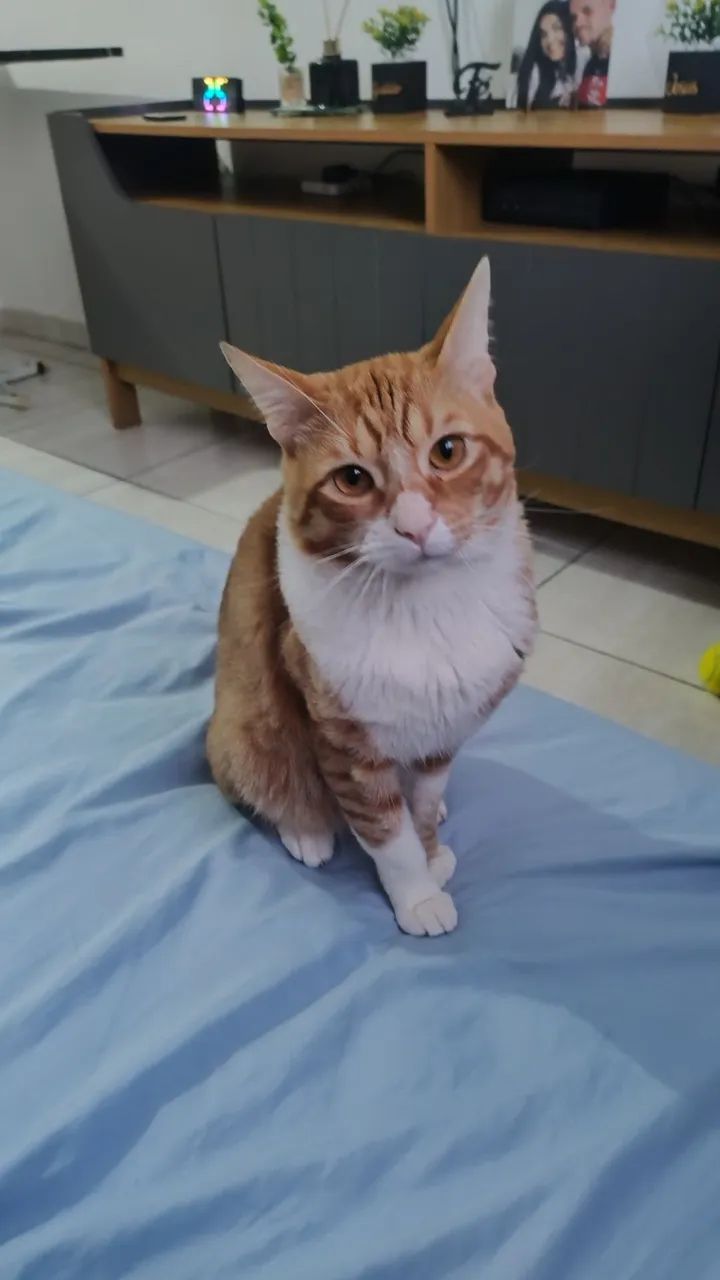 Doação gatos