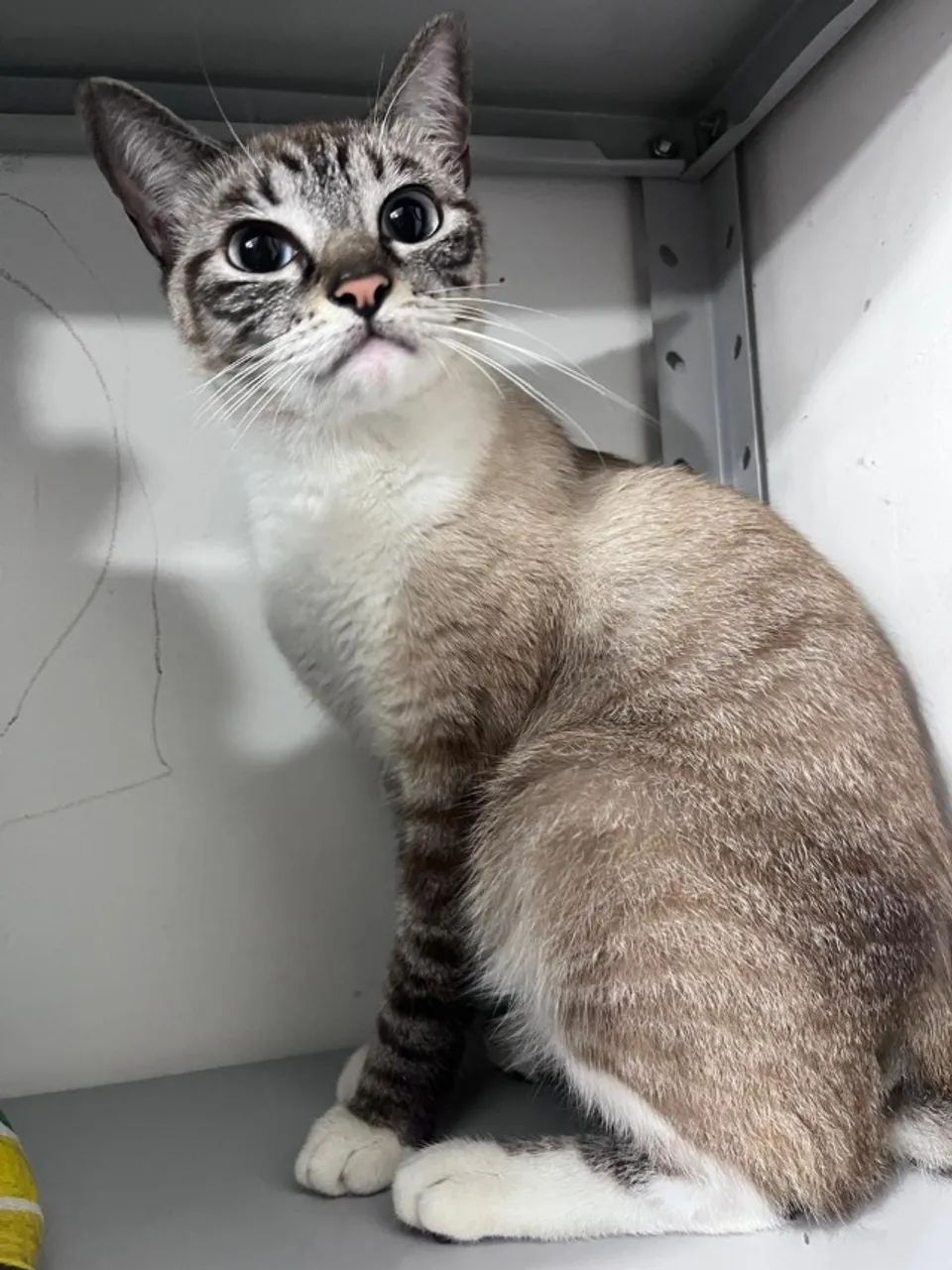 Doação de gato - Foto 2