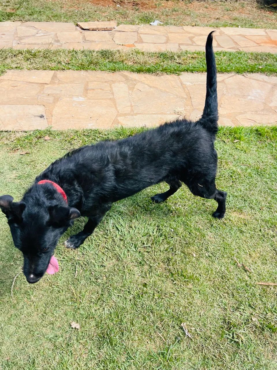 Cachorro 